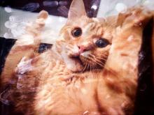 Catsrpeople2.com/stories. 2017