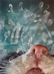 flicker.com/photos/lissalou66/3282534362  2017